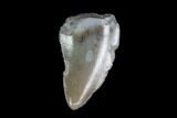 Coelophysis Tooth From Arizona - Triassic Dinosaur #88592-1